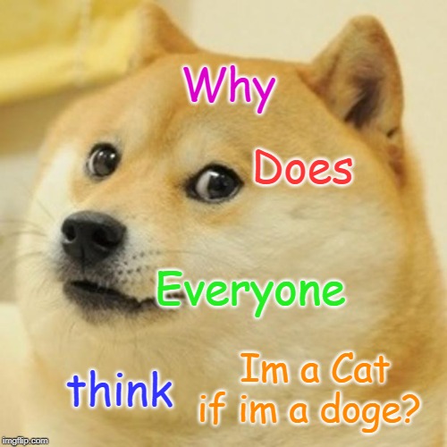 Doge | Why; Does; Everyone; Im a Cat if im a doge? think | image tagged in memes,doge | made w/ Imgflip meme maker
