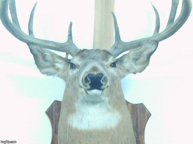 Angry Deer | image tagged in deer | made w/ Imgflip meme maker