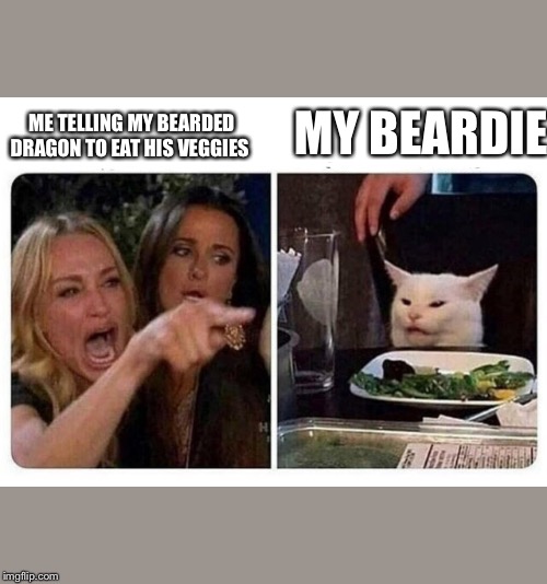 Cat at Dinner | MY BEARDIE; ME TELLING MY BEARDED DRAGON TO EAT HIS VEGGIES | image tagged in cat at dinner | made w/ Imgflip meme maker
