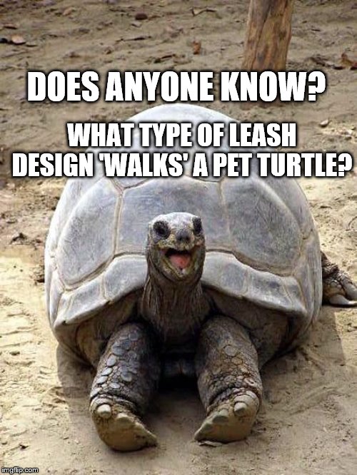 Turtle Leash | WHAT TYPE OF LEASH DESIGN 'WALKS' A PET TURTLE? DOES ANYONE KNOW? | image tagged in smiling happy excited tortoise,pets,dad joke dog | made w/ Imgflip meme maker