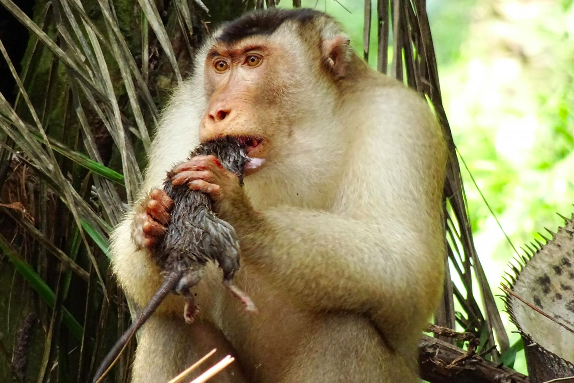 High Quality Rat-eating macaque Blank Meme Template