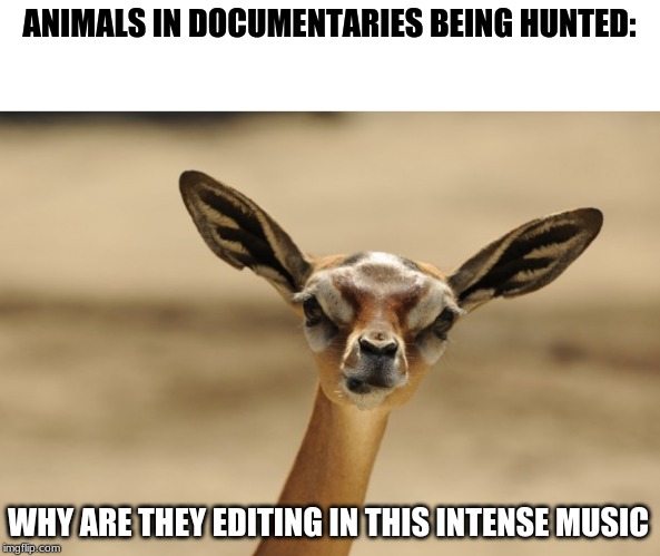 gazelle | ANIMALS IN DOCUMENTARIES BEING HUNTED:; WHY ARE THEY EDITING IN THIS INTENSE MUSIC | image tagged in gazelle | made w/ Imgflip meme maker