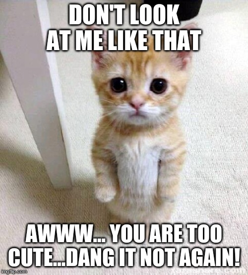 Cute Cat Meme | DON'T LOOK AT ME LIKE THAT; AWWW... YOU ARE TOO CUTE...DANG IT NOT AGAIN! | image tagged in memes,cute cat | made w/ Imgflip meme maker
