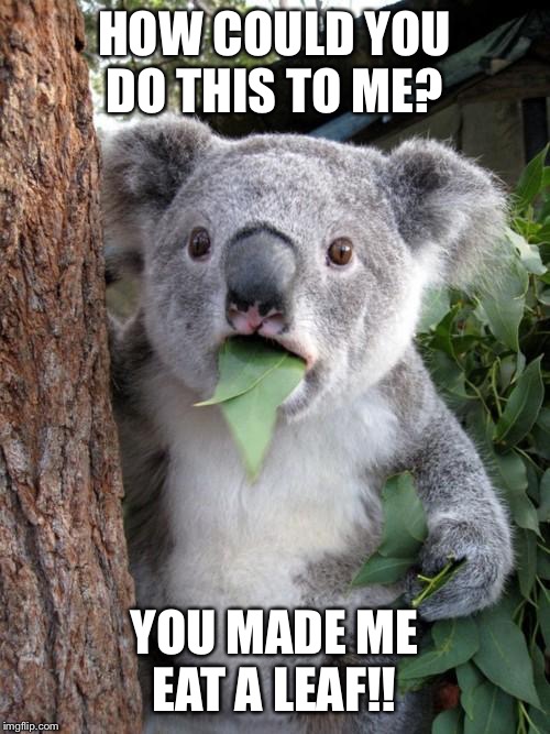 Surprised Koala | HOW COULD YOU DO THIS TO ME? YOU MADE ME EAT A LEAF!! | image tagged in memes,surprised koala | made w/ Imgflip meme maker