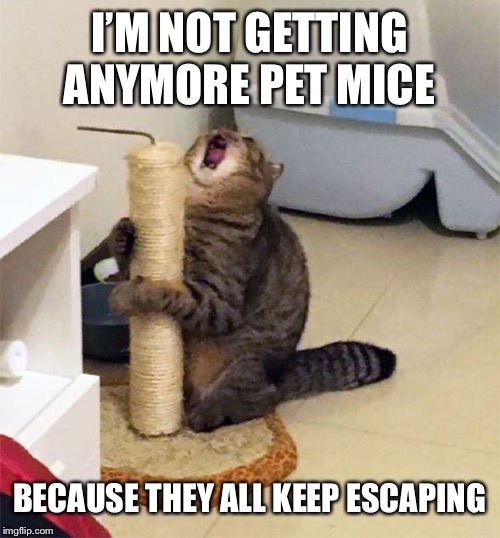 Over Dramatic Cat | I’M NOT GETTING ANYMORE PET MICE; BECAUSE THEY ALL KEEP ESCAPING | image tagged in over dramatic cat | made w/ Imgflip meme maker