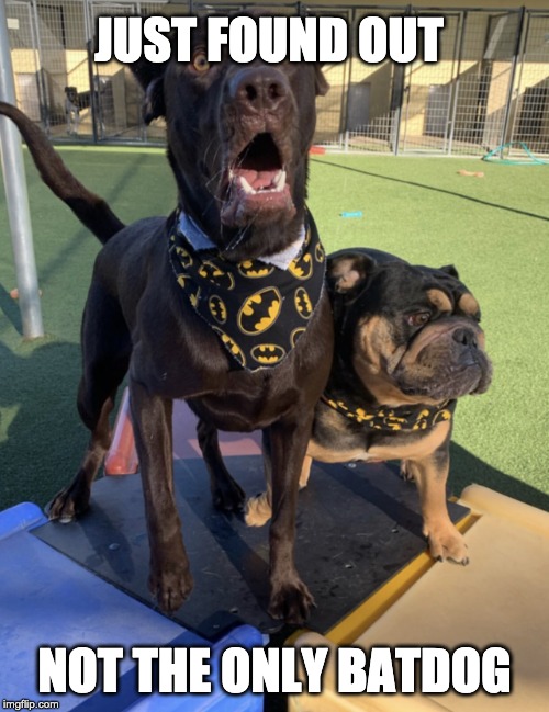 I just found out | JUST FOUND OUT; NOT THE ONLY BATDOG | image tagged in i just found out | made w/ Imgflip meme maker