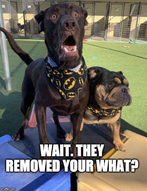 I just found out | WAIT. THEY REMOVED YOUR WHAT? | image tagged in i just found out | made w/ Imgflip meme maker