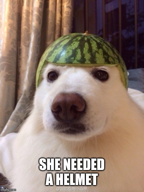 dog helmet | SHE NEEDED A HELMET | image tagged in dog helmet | made w/ Imgflip meme maker