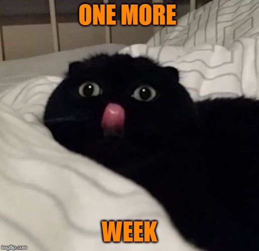 7 DAYS | ONE MORE; WEEK | image tagged in spooktober,cats | made w/ Imgflip meme maker