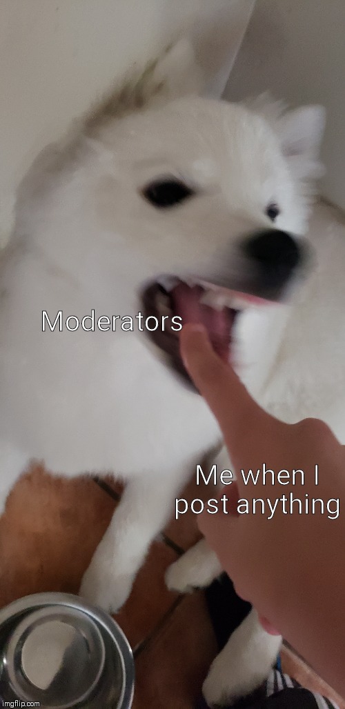 Evil doggo | Moderators; Me when I post anything | image tagged in evil doggo | made w/ Imgflip meme maker