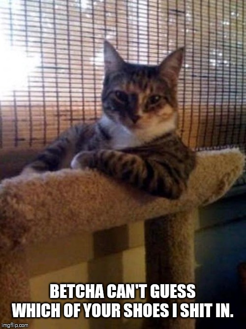 The Most Interesting Cat In The World | BETCHA CAN'T GUESS WHICH OF YOUR SHOES I SHIT IN. | image tagged in memes,the most interesting cat in the world | made w/ Imgflip meme maker