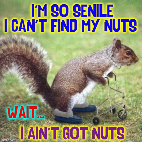 The Old Lady Squirrel Makes a Realization | I'M SO SENILE I CAN'T FIND MY NUTS; WAIT... I AIN'T GOT NUTS | image tagged in vince vance,squirrel nuts,squirrels,nuts,senile,getting older | made w/ Imgflip meme maker