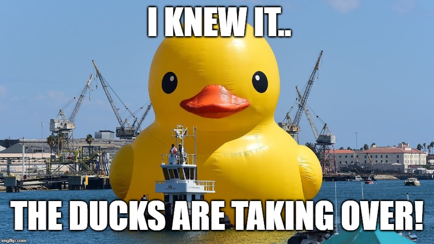 Don't take cover! There's no use in resisting! | I KNEW IT.. THE DUCKS ARE TAKING OVER! | image tagged in duck,quack | made w/ Imgflip meme maker