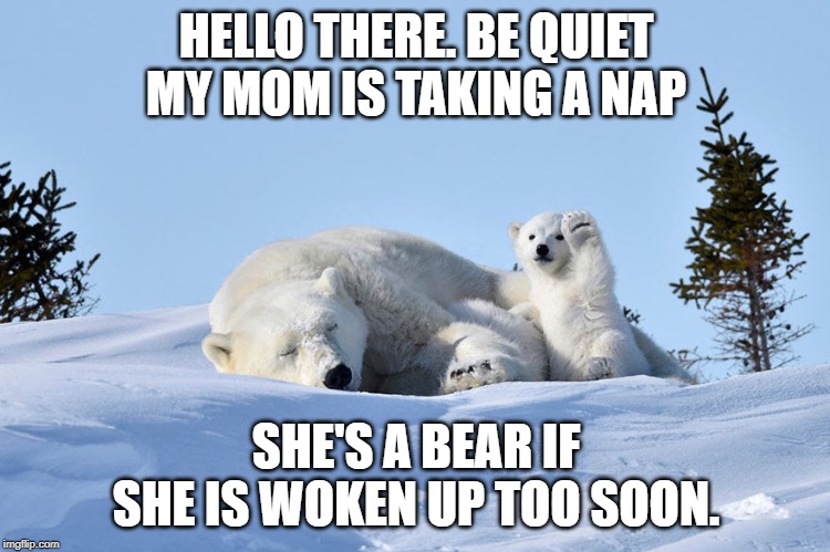 don't wake up mom | HELLO THERE. BE QUIET MY MOM IS TAKING A NAP; SHE'S A BEAR IF SHE IS WOKEN UP TOO SOON. | image tagged in polar bears,nap time | made w/ Imgflip meme maker
