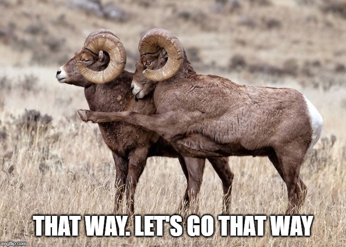 that way. let's go that way | THAT WAY. LET'S GO THAT WAY | image tagged in sheeple,mountain sheep,that way | made w/ Imgflip meme maker
