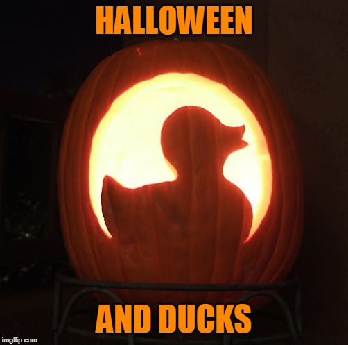 DUCK LOVER | HALLOWEEN; AND DUCKS | image tagged in ducks,pumpkin,spooktober | made w/ Imgflip meme maker