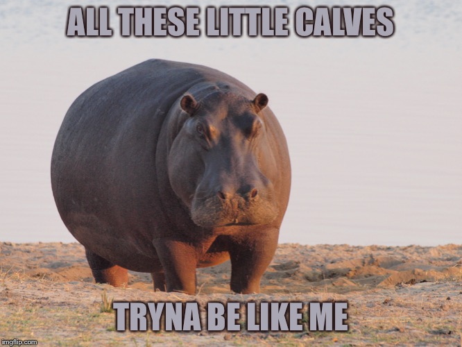 ALL THESE LITTLE CALVES; TRYNA BE LIKE ME | image tagged in hippopotamus | made w/ Imgflip meme maker
