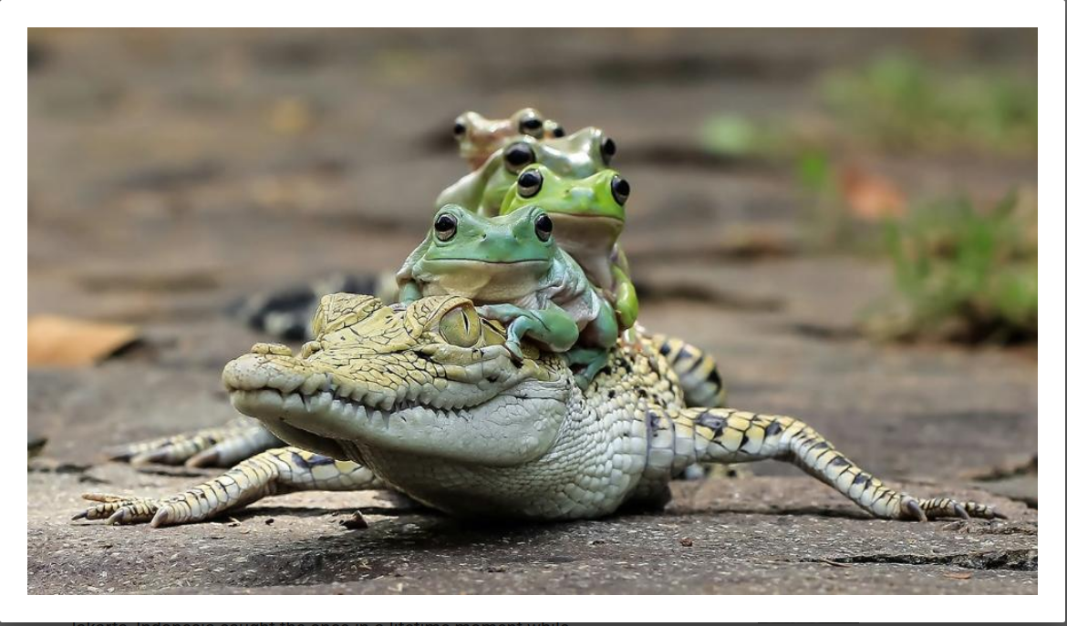 Five frogs on a crocodile Blank Meme Template