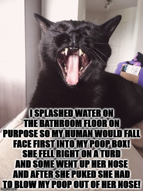 PRANKSTER | I SPLASHED WATER ON THE BATHROOM FLOOR ON PURPOSE SO MY HUMAN WOULD FALL FACE FIRST INTO MY POOP BOX! SHE FELL RIGHT ON A TURD AND SOME WENT UP HER NOSE AND AFTER SHE PUKED SHE HAD TO BLOW MY POOP OUT OF HER NOSE! | image tagged in prankster | made w/ Imgflip meme maker