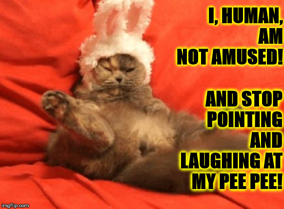 NOT AMUSED | I, HUMAN, AM NOT AMUSED! AND STOP POINTING AND LAUGHING AT MY PEE PEE! | image tagged in not amused | made w/ Imgflip meme maker