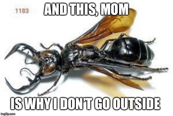 A nightmare with wings | AND THIS, MOM; IS WHY I DON’T GO OUTSIDE | image tagged in wasp,nightmare | made w/ Imgflip meme maker