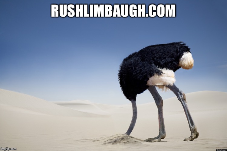 Ostrich head in sand | RUSHLIMBAUGH.COM | image tagged in ostrich head in sand | made w/ Imgflip meme maker