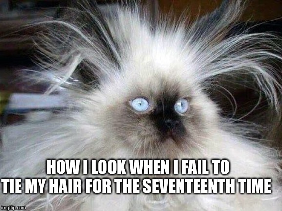 Crazy Hair Cat | HOW I LOOK WHEN I FAIL TO TIE MY HAIR FOR THE SEVENTEENTH TIME | image tagged in crazy hair cat | made w/ Imgflip meme maker