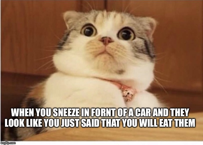 What | WHEN YOU SNEEZE IN FORNT OF A CAR AND THEY LOOK LIKE YOU JUST SAID THAT YOU WILL EAT THEM | image tagged in what | made w/ Imgflip meme maker