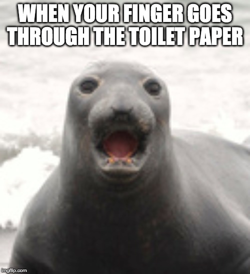 WHEN YOUR FINGER GOES THROUGH THE TOILET PAPER | image tagged in seal,oh no,suprised | made w/ Imgflip meme maker
