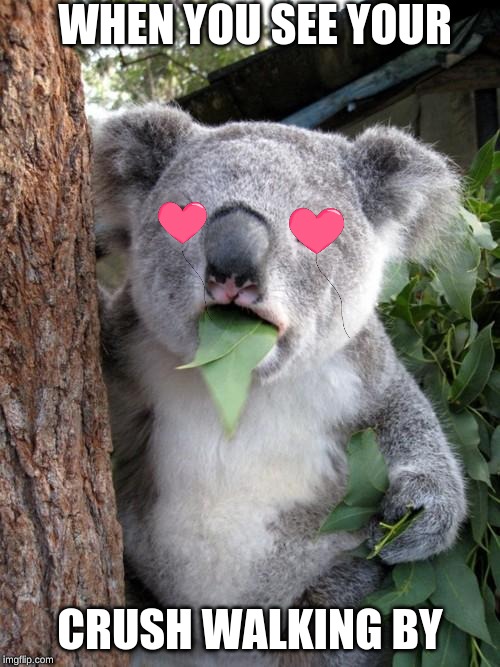 Surprised Koala Meme | WHEN YOU SEE YOUR; CRUSH WALKING BY | image tagged in memes,surprised koala | made w/ Imgflip meme maker