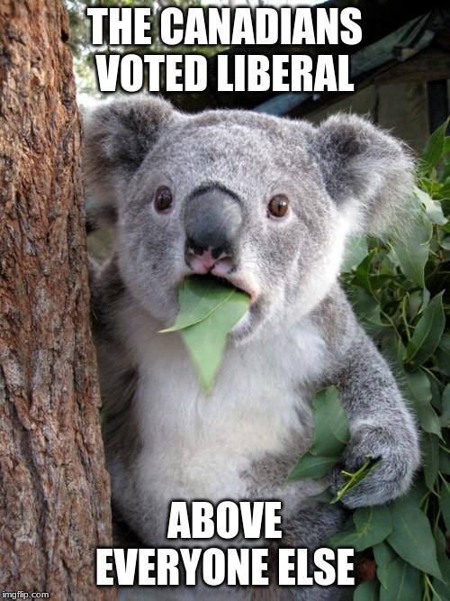 Surprised Koala | THE CANADIANS VOTED LIBERAL; ABOVE EVERYONE ELSE | image tagged in memes,surprised koala | made w/ Imgflip meme maker