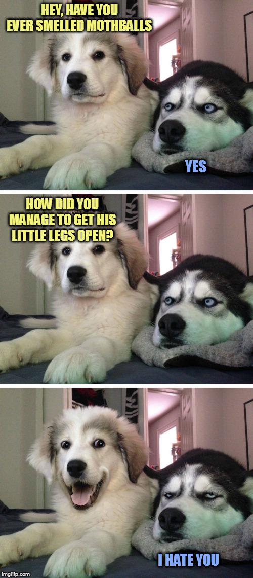 It's a real mothtery | HEY, HAVE YOU EVER SMELLED MOTHBALLS; YES; HOW DID YOU MANAGE TO GET HIS LITTLE LEGS OPEN? I HATE YOU | image tagged in bad pun dogs,memes,fun | made w/ Imgflip meme maker