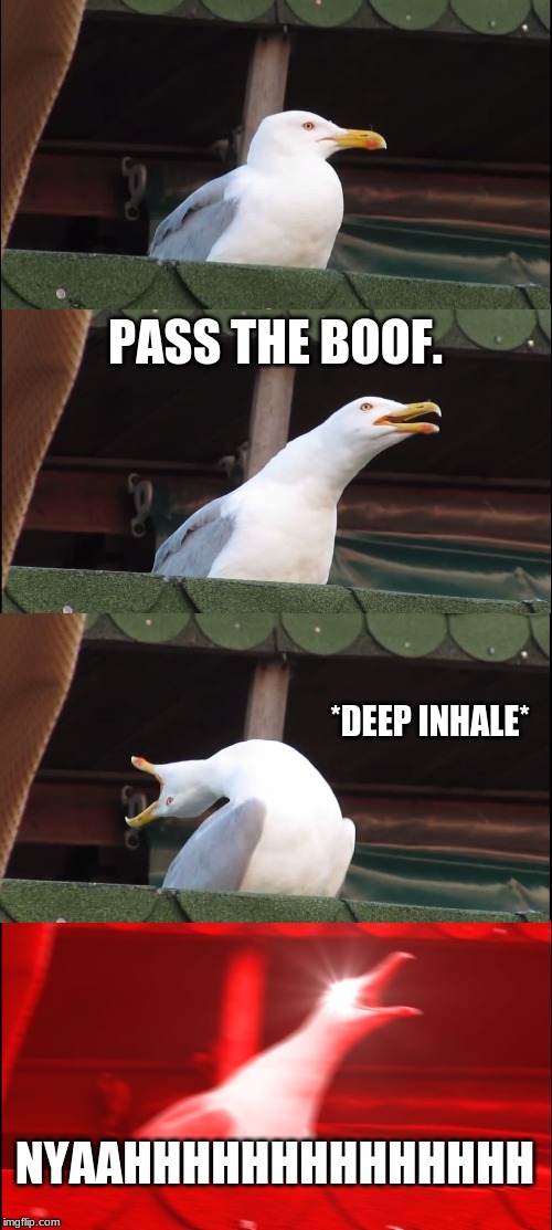 Inhaling Seagull | PASS THE BOOF. *DEEP INHALE*; NYAAHHHHHHHHHHHHHH | image tagged in memes,inhaling seagull | made w/ Imgflip meme maker