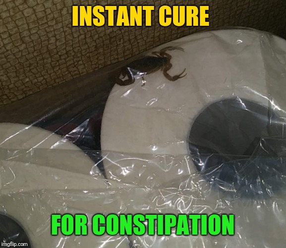 If you weren't already crapping, this sight will guarantee it.  At least you have toilet paper handy. |  INSTANT CURE; FOR CONSTIPATION | image tagged in how bow dah,scorpion,peek-a-boo | made w/ Imgflip meme maker