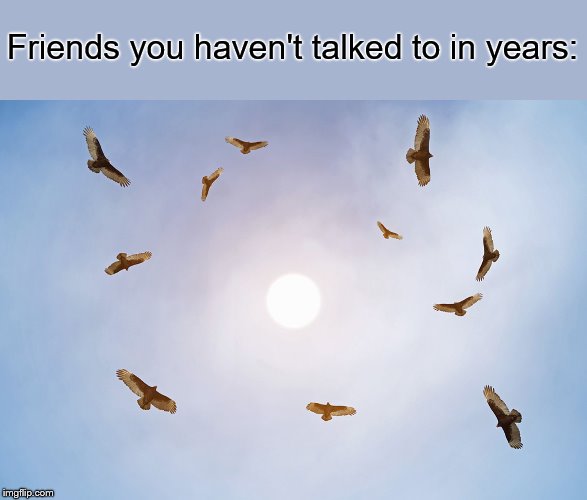 Vultures | Friends you haven't talked to in years: | image tagged in vultures | made w/ Imgflip meme maker