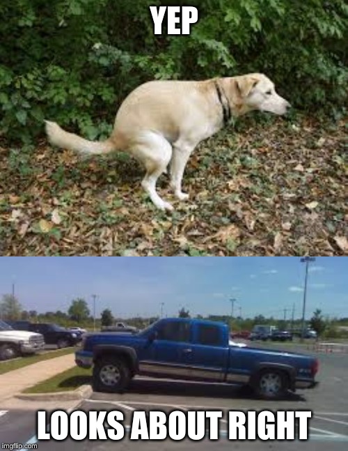 YEP; LOOKS ABOUT RIGHT | image tagged in dog pooping | made w/ Imgflip meme maker