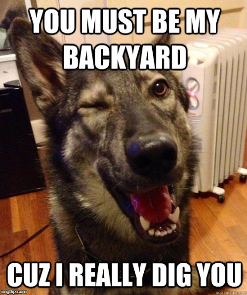 When You Really Dig Someone... literally | image tagged in vince vance,dogs,german shepherd,winking dog,backyard,digging you | made w/ Imgflip meme maker