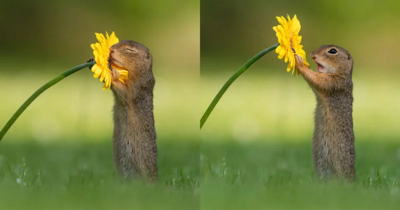 Squirrel smells a flower Blank Meme Template