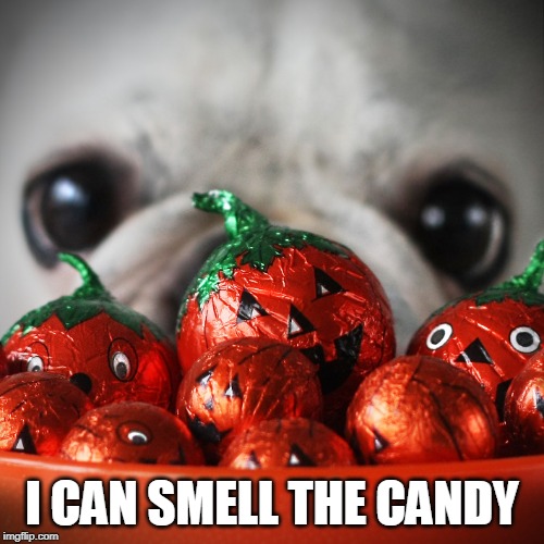 DOGE CANDY | I CAN SMELL THE CANDY | image tagged in doge,dogs,spooktober | made w/ Imgflip meme maker