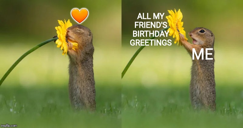 Squirrel smells a flower | 🧡; ALL MY FRIEND'S BIRTHDAY GREETINGS; ME | image tagged in squirrel smells a flower | made w/ Imgflip meme maker