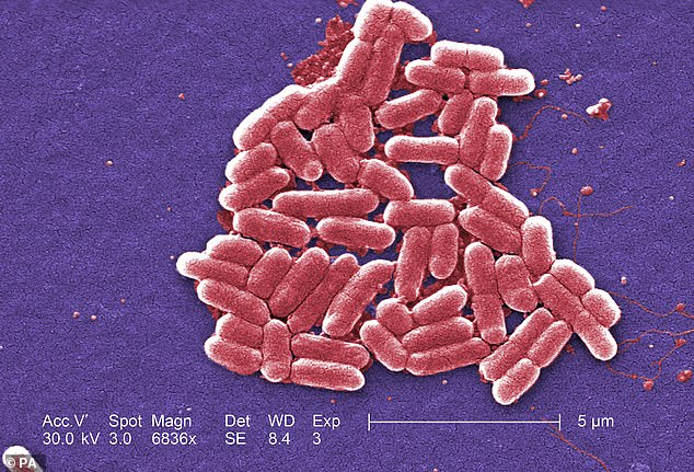 bacteria Blank Meme Template