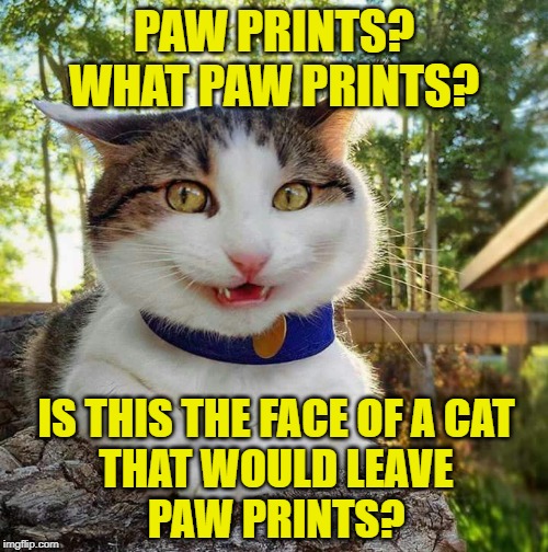 Pawsitively Guilty | PAW PRINTS?
WHAT PAW PRINTS? IS THIS THE FACE OF A CAT
THAT WOULD LEAVE
PAW PRINTS? | image tagged in smiling cat,funny cats,guilty,lolcats,cleaning,funny cat memes | made w/ Imgflip meme maker