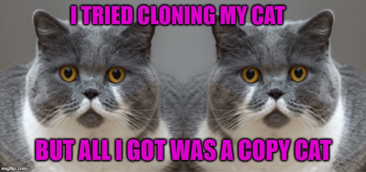Copy Cat |  I TRIED CLONING MY CAT; BUT ALL I GOT WAS A COPY CAT | image tagged in funny cats | made w/ Imgflip meme maker