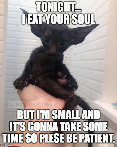 I EAT YOUR SOUL... slowly... | TONIGHT... I EAT YOUR SOUL; BUT I'M SMALL AND IT'S GONNA TAKE SOME TIME SO PLESE BE PATIENT. | image tagged in eat,soul,evil,tiny | made w/ Imgflip meme maker