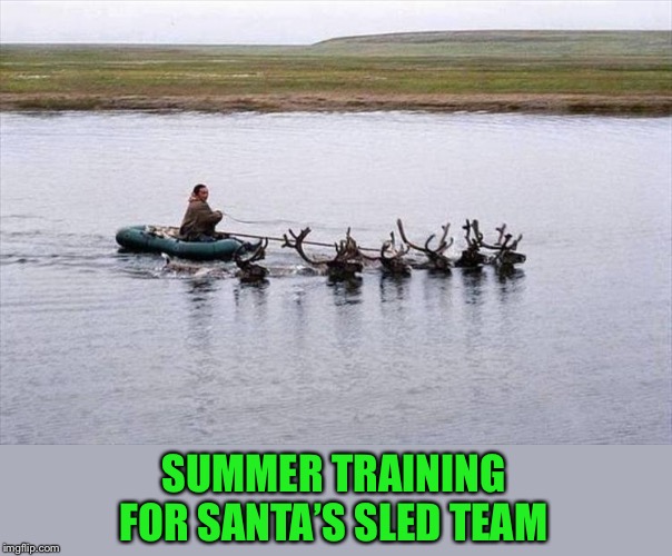 Just a few more laps. | SUMMER TRAINING FOR SANTA’S SLED TEAM | image tagged in reindeer,swimming,memes,funny | made w/ Imgflip meme maker