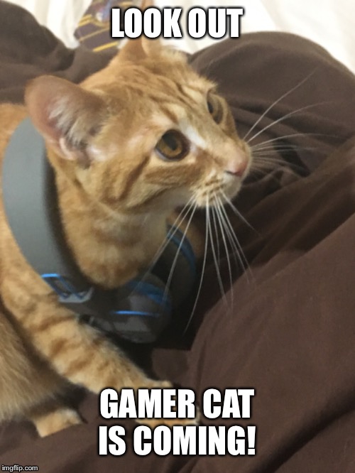 When my cat busts out the headphones | LOOK OUT; GAMER CAT IS COMING! | image tagged in cat,gamer,gaming,games,wholesome | made w/ Imgflip meme maker