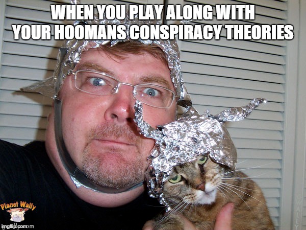 Tinfoil kitty | WHEN YOU PLAY ALONG WITH YOUR HOOMANS CONSPIRACY THEORIES | image tagged in cat,human,conspiracy theories | made w/ Imgflip meme maker