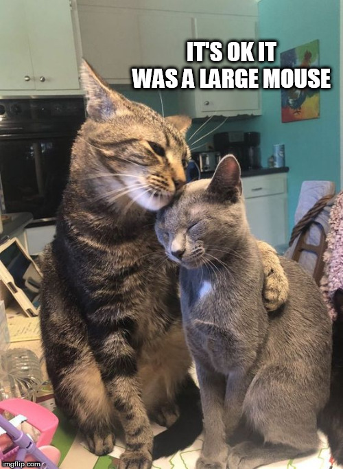cats | IT'S OK IT WAS A LARGE MOUSE | image tagged in cats | made w/ Imgflip meme maker