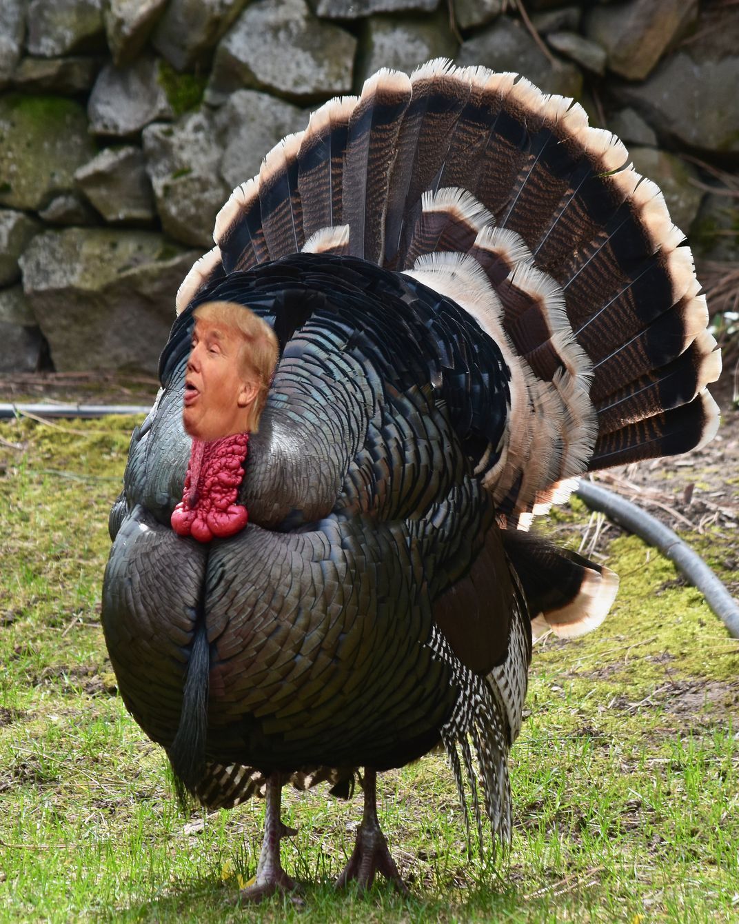 High Quality TurkeyGate Impeachment Blank Meme Template