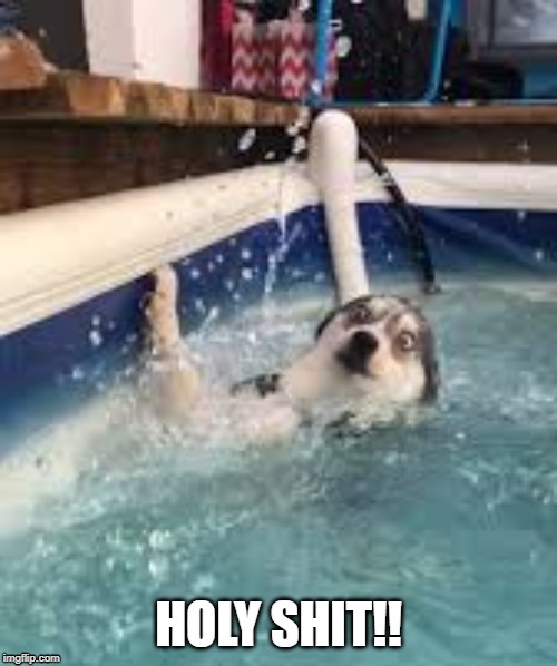 pool dog | HOLY SHIT!! | image tagged in animals | made w/ Imgflip meme maker